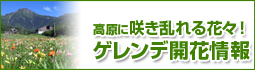 高原に咲き乱れる花々! ゲレンデ開花情報